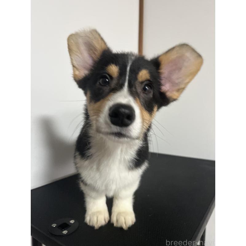 成約済の和歌山県のウェルシュコーギーペンブローク-418666の3枚目