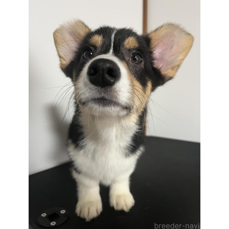 販売中の和歌山県のウェルシュコーギーペンブローク-418666