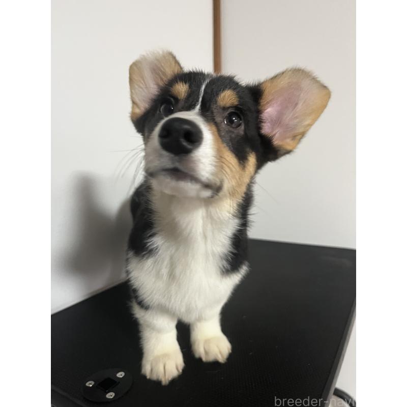 成約済の和歌山県のウェルシュコーギーペンブローク-418666の2枚目