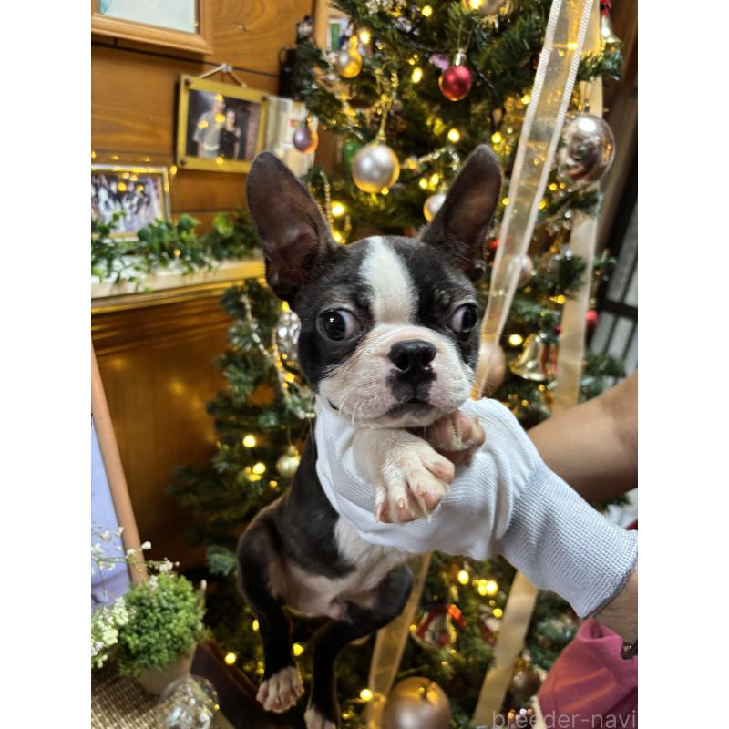 販売中の沖縄県のボストンテリア-411486の3枚目