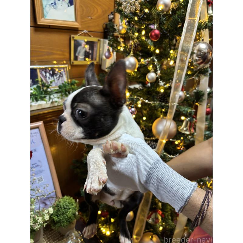 販売中の沖縄県のボストンテリア-411486の2枚目