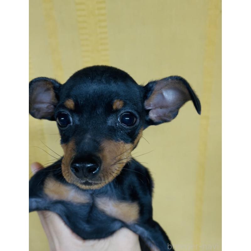 販売中の兵庫県のミニチュアピンシャー(ミニピン)-435261の2枚目