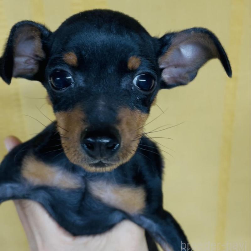 販売中の兵庫県のミニチュアピンシャー(ミニピン)-435261の1枚目