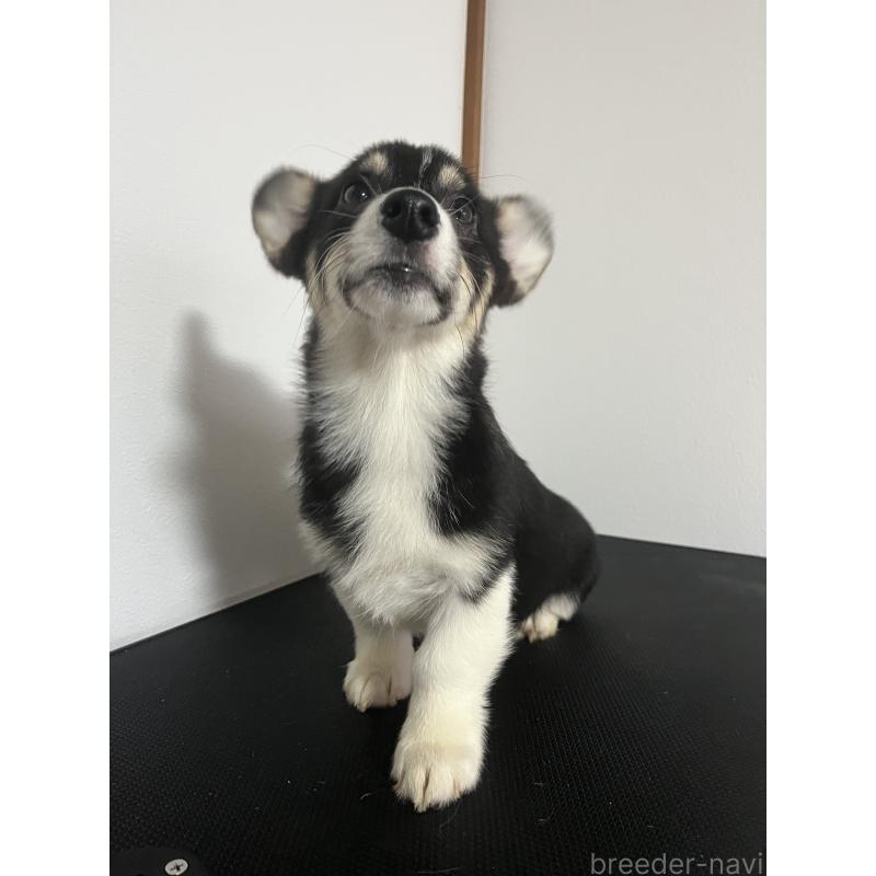 商談中の和歌山県のウェルシュコーギーペンブローク-418668の4枚目