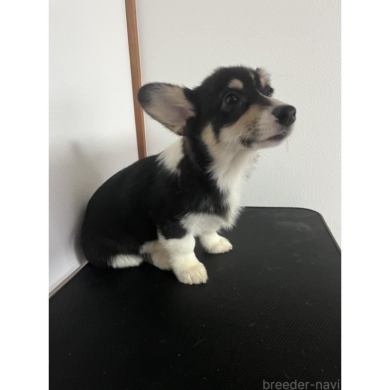 商談中の和歌山県のウェルシュコーギーペンブローク-418668の3枚目