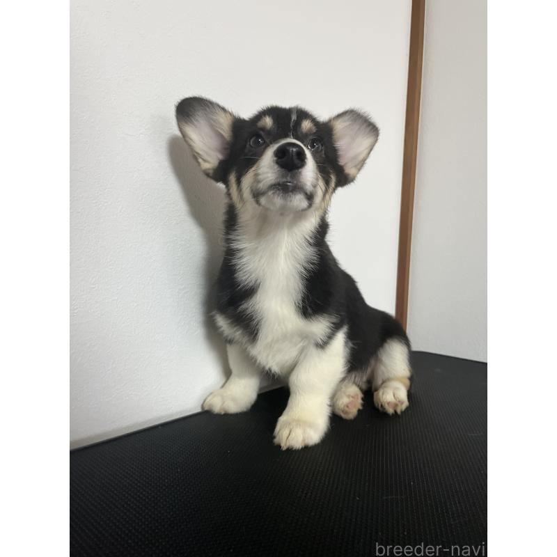 商談中の和歌山県のウェルシュコーギーペンブローク-418668の2枚目