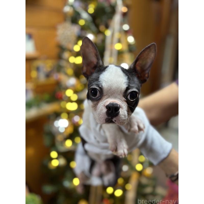 販売中の沖縄県のボストンテリア-411487の4枚目