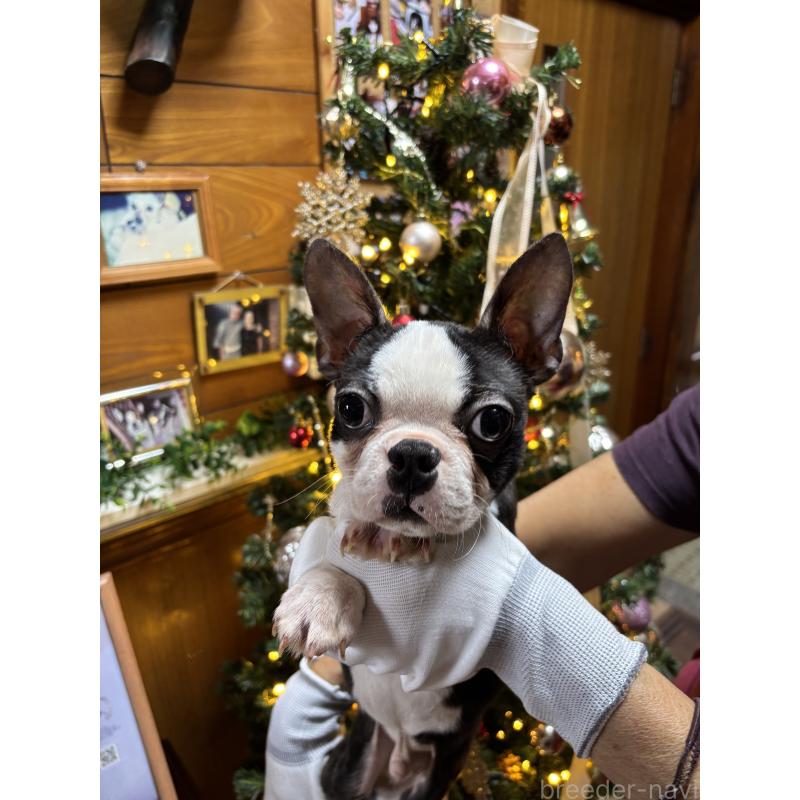 販売中の沖縄県のボストンテリア-411487の3枚目