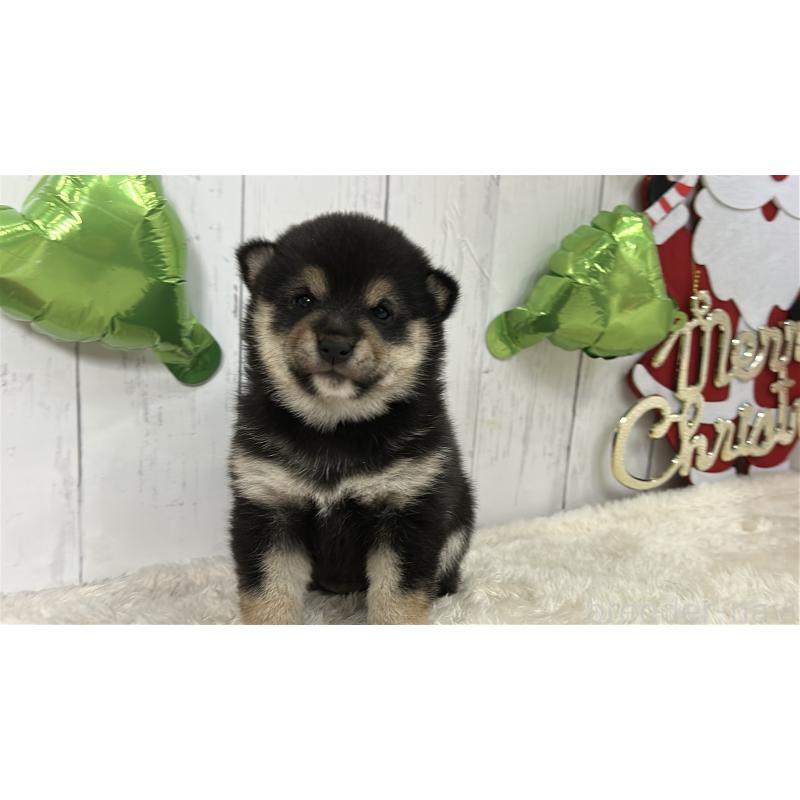 販売中の鹿児島県の豆柴-433571の7枚目