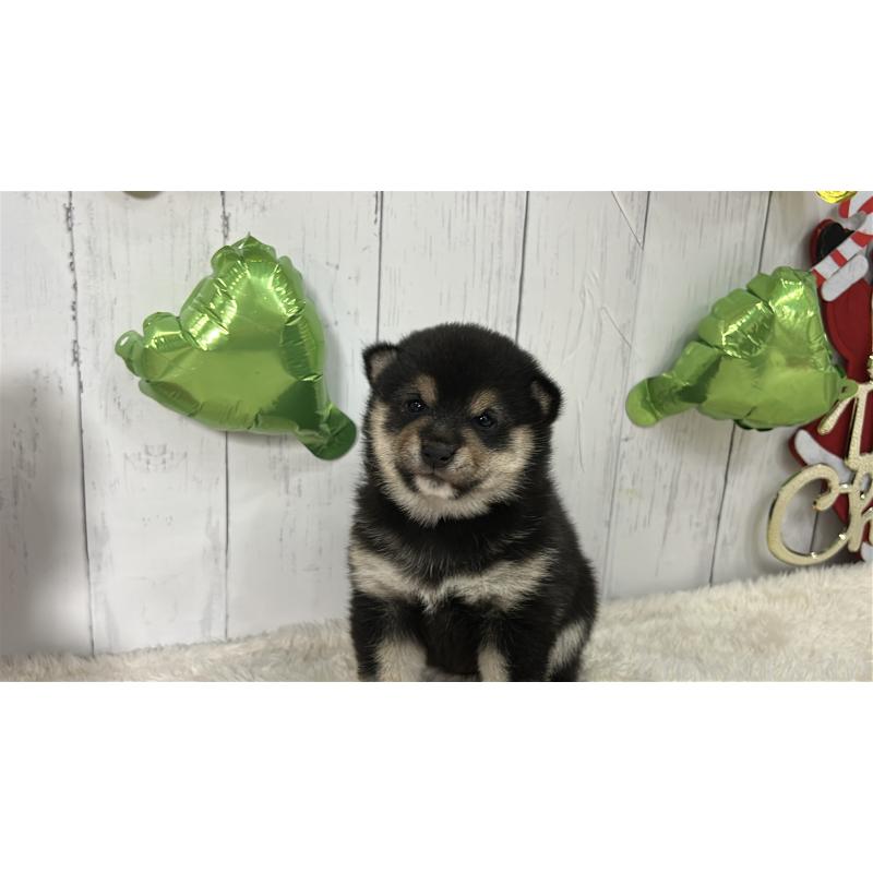 販売中の鹿児島県の豆柴-433571の6枚目