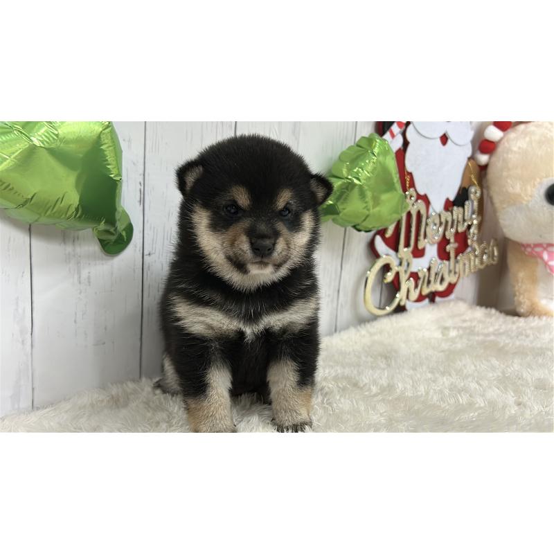 販売中の鹿児島県の豆柴-433571の5枚目