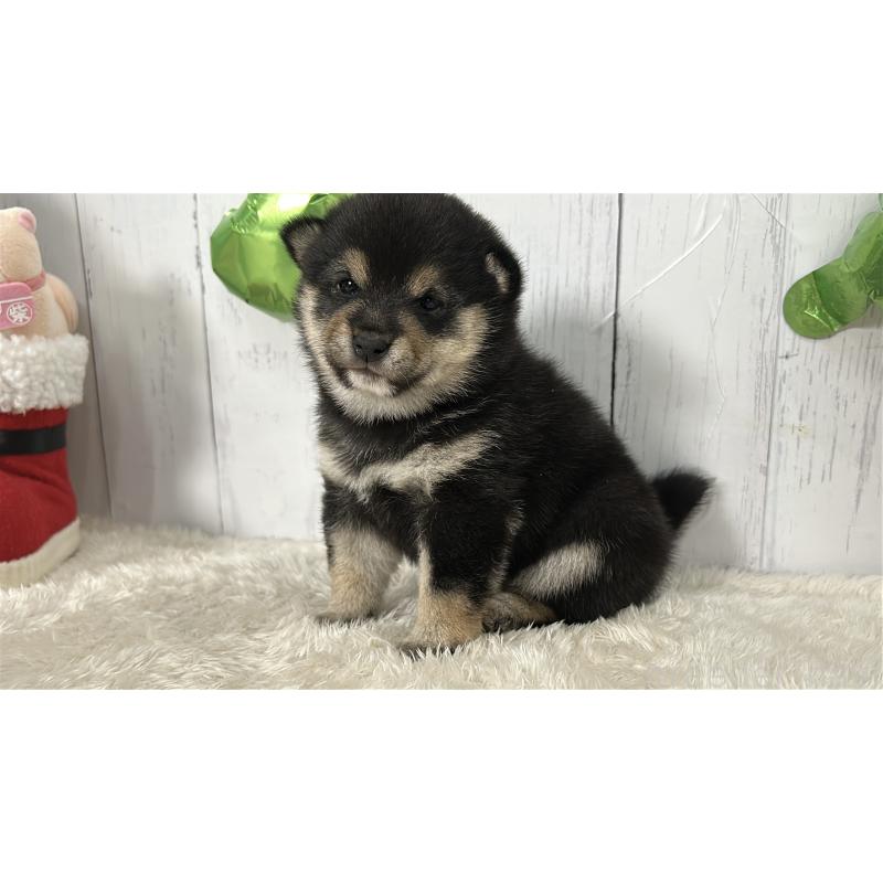 販売中の鹿児島県の豆柴-433571の4枚目