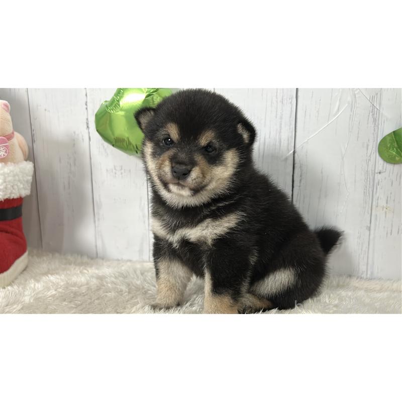 販売中の鹿児島県の豆柴-433571の3枚目