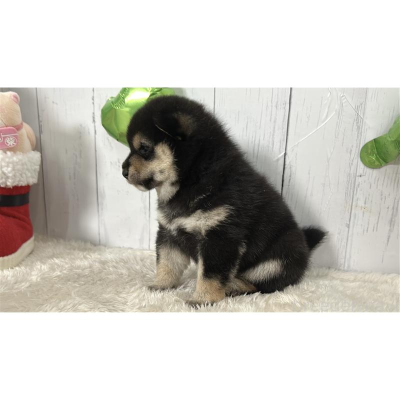 販売中の鹿児島県の豆柴-433571の2枚目