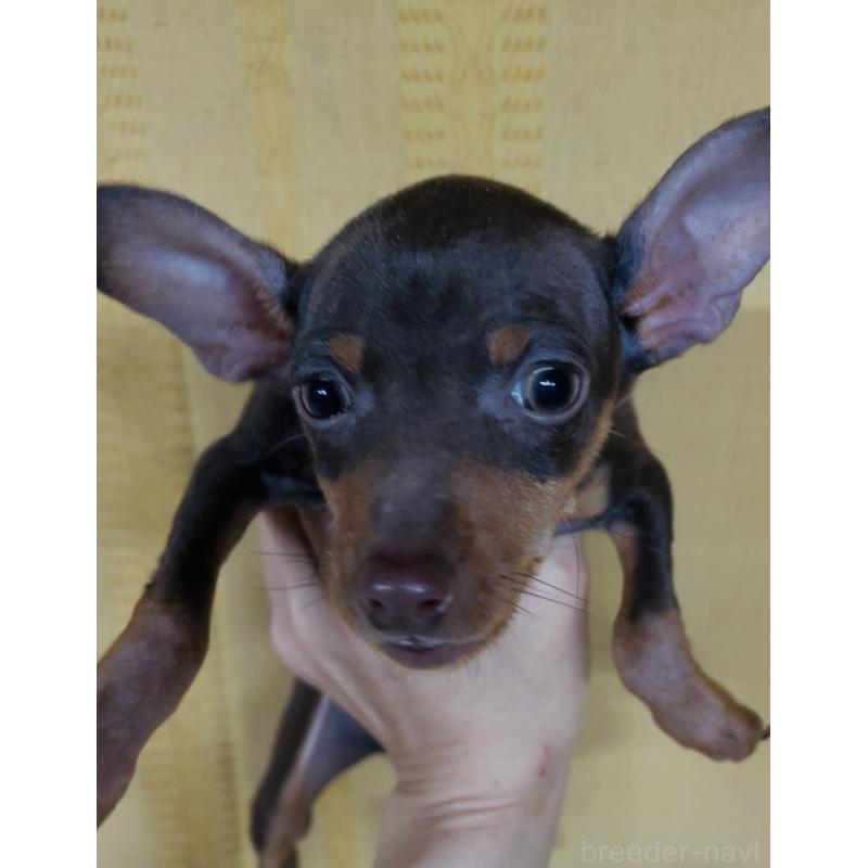 販売中の兵庫県のミニチュアピンシャー(ミニピン)-435268の2枚目