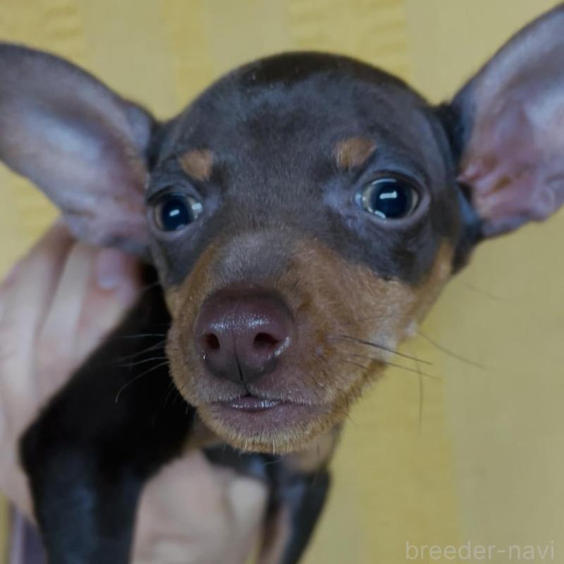 販売中の兵庫県のミニチュアピンシャー(ミニピン)-435268