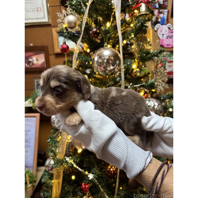 販売中の沖縄県のミニチュアダックスフンド(ロングヘアード)-435273の6枚目