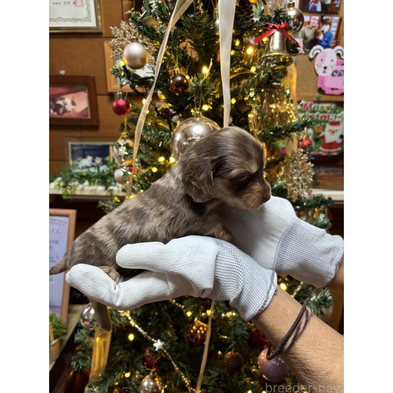 販売中の沖縄県のミニチュアダックスフンド(ロングヘアード)-435273の5枚目