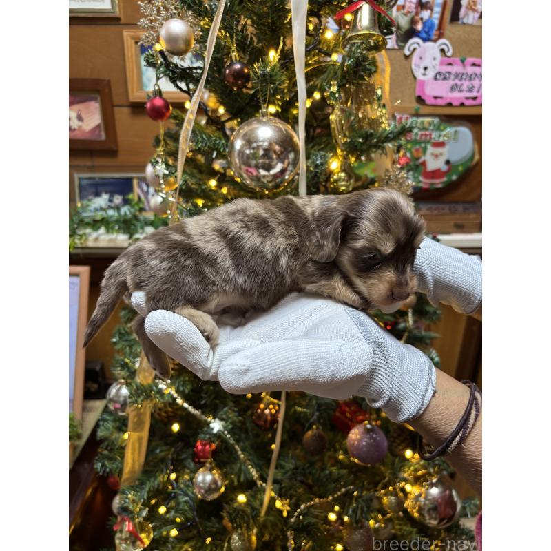 販売中の沖縄県のミニチュアダックスフンド(ロングヘアード)-435273の4枚目