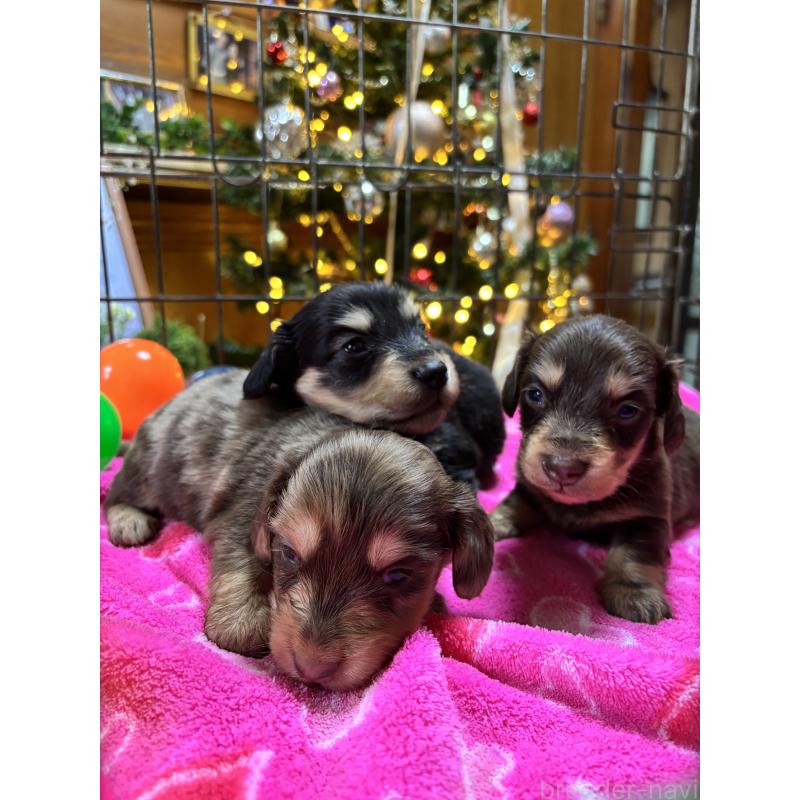 販売中の沖縄県のミニチュアダックスフンド(ロングヘアード)-435273の2枚目