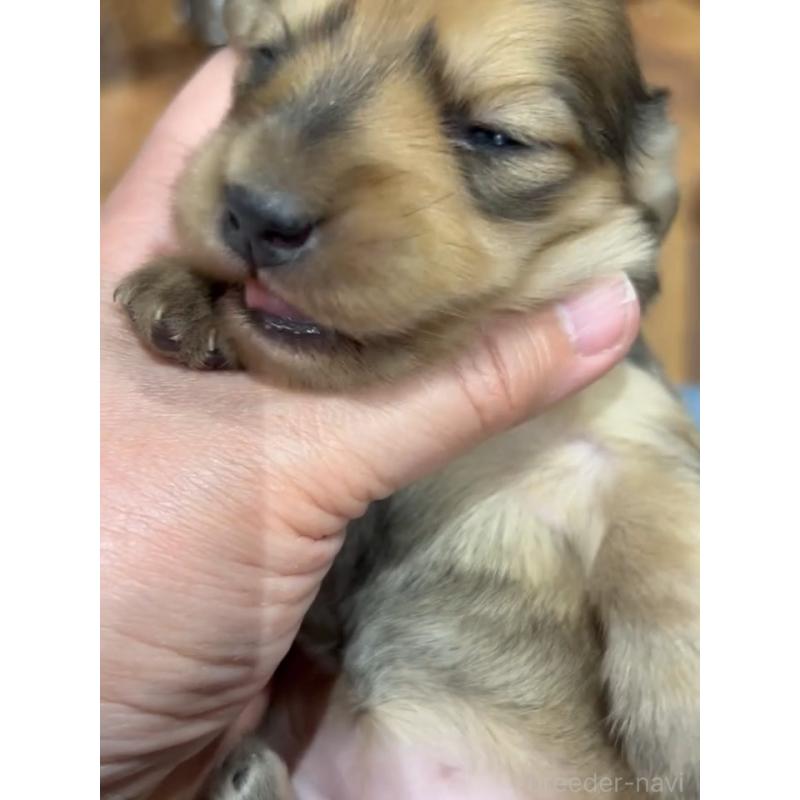 販売中の東京都のカニンヘンダックスフンド(ロングヘアード)-435274の5枚目