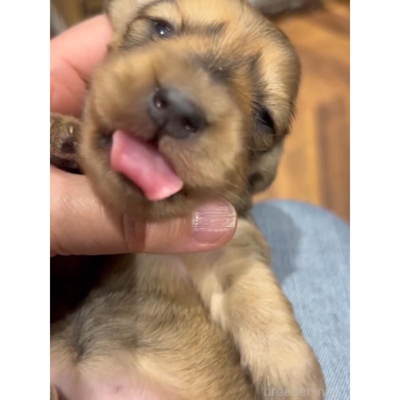 販売中の東京都のカニンヘンダックスフンド(ロングヘアード)-435274の4枚目