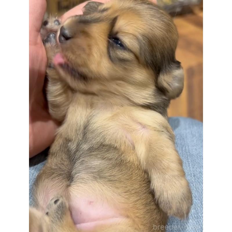 販売中の東京都のカニンヘンダックスフンド(ロングヘアード)-435274の3枚目