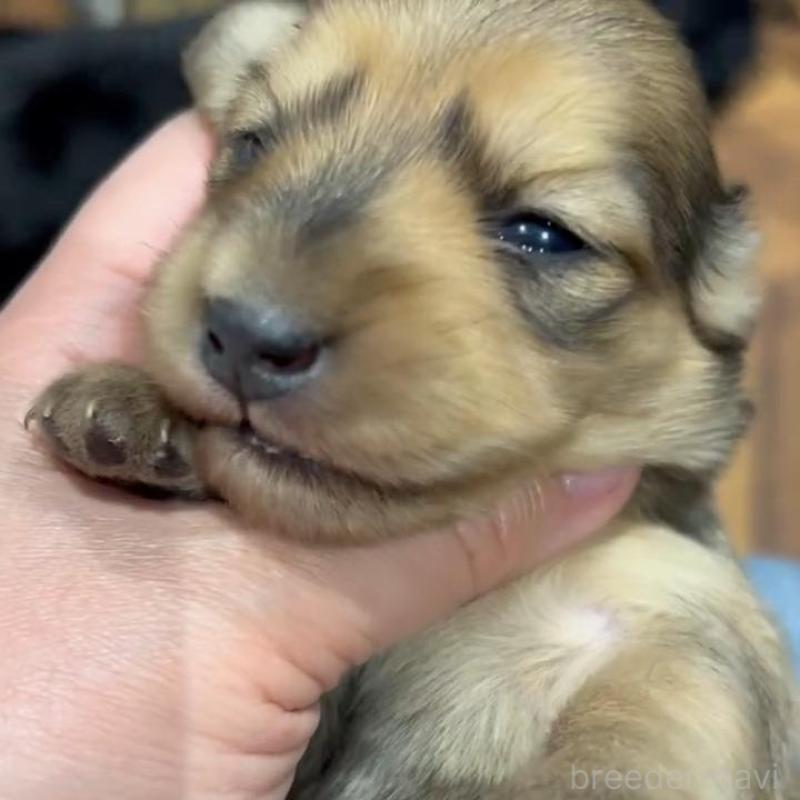 販売中の東京都のカニンヘンダックスフンド(ロングヘアード)-435274の2枚目