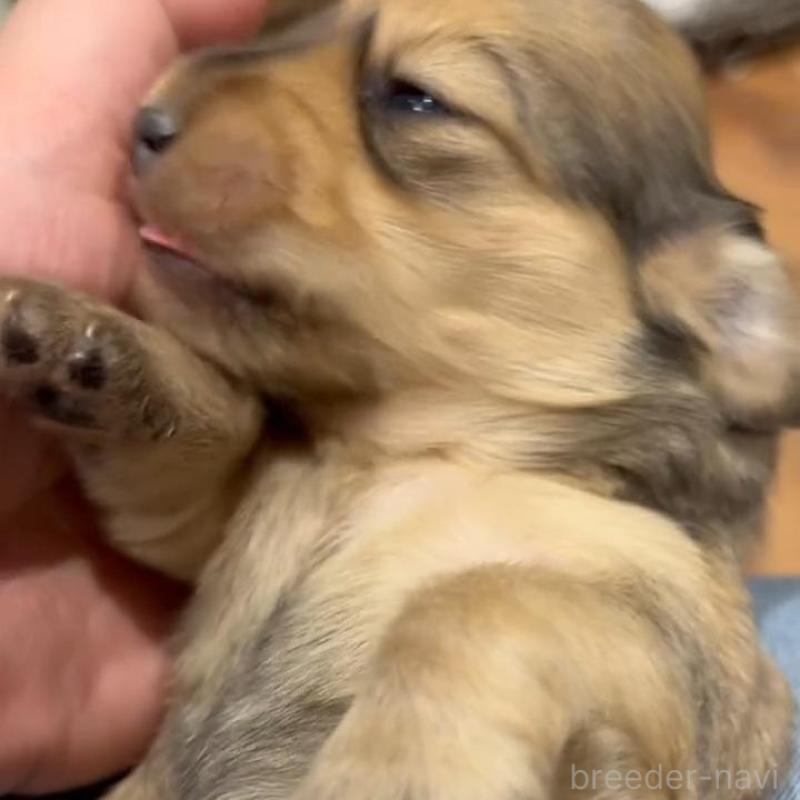 販売中の東京都のカニンヘンダックスフンド(ロングヘアード)-435274の1枚目