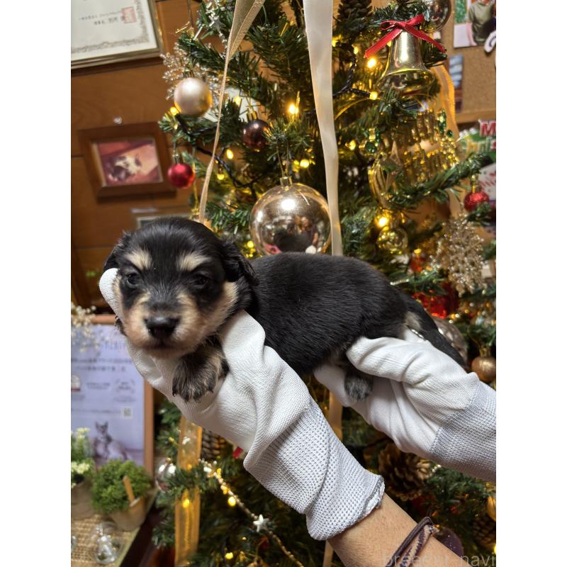 販売中の沖縄県のミニチュアダックスフンド(ロングヘアード)-435276の5枚目