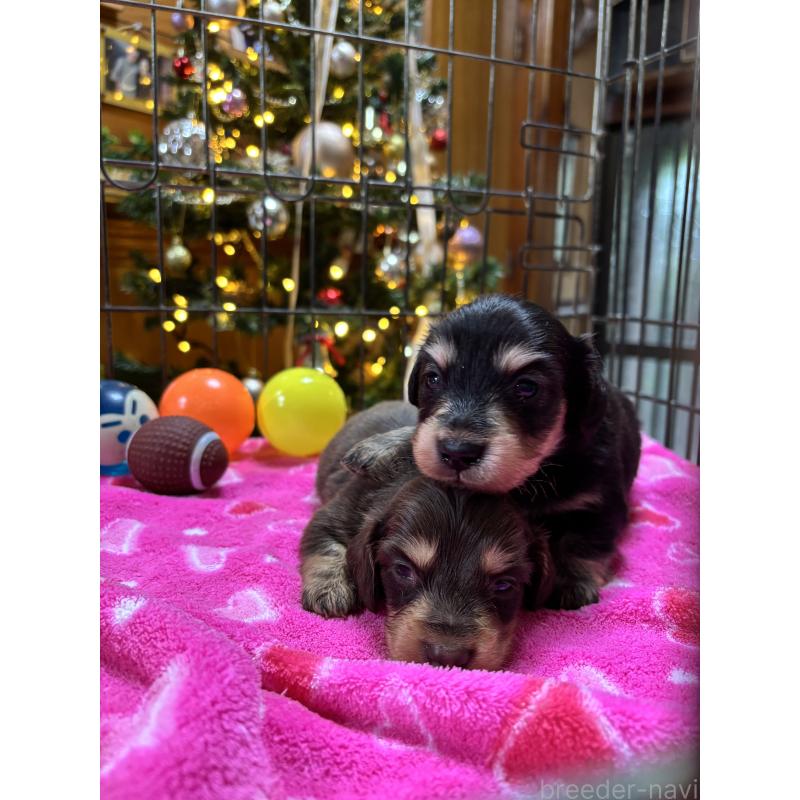 販売中の沖縄県のミニチュアダックスフンド(ロングヘアード)-435276の4枚目