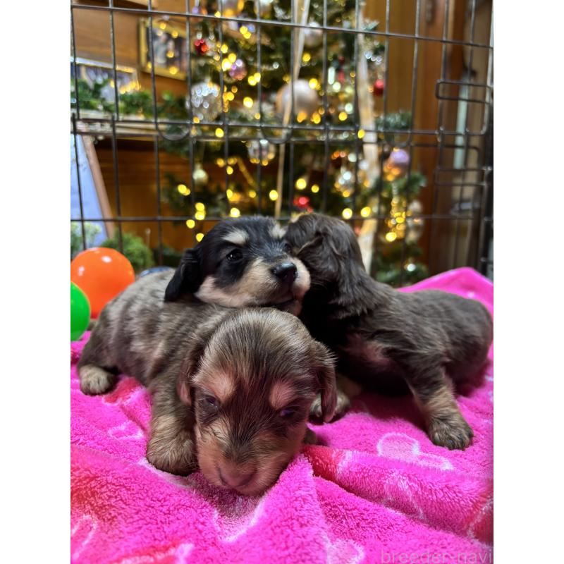 販売中の沖縄県のミニチュアダックスフンド(ロングヘアード)-435276の3枚目