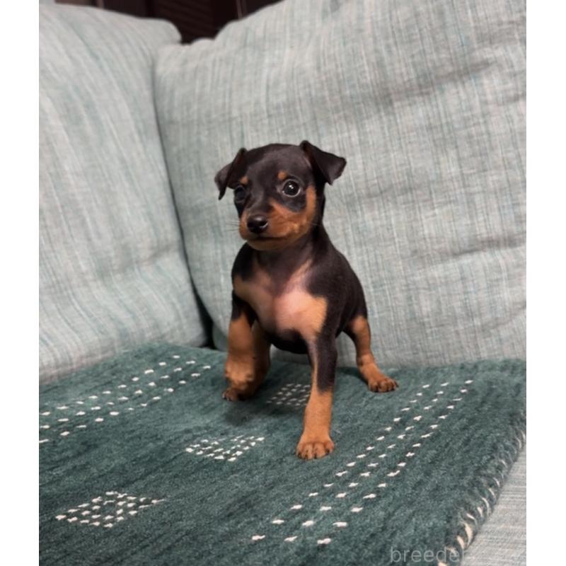 販売中の岡山県のミニチュアピンシャー(ミニピン)-435277の12枚目