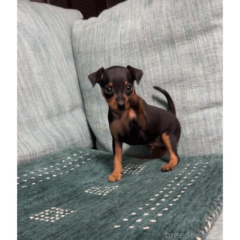 販売中の岡山県のミニチュアピンシャー(ミニピン)-435277の11枚目