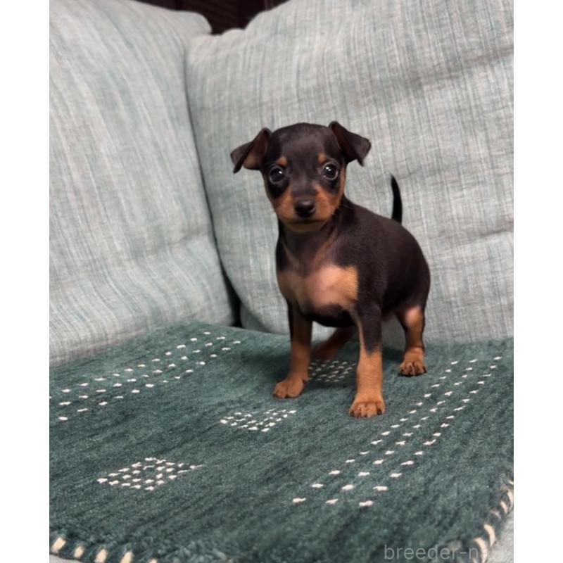 販売中の岡山県のミニチュアピンシャー(ミニピン)-435277の10枚目