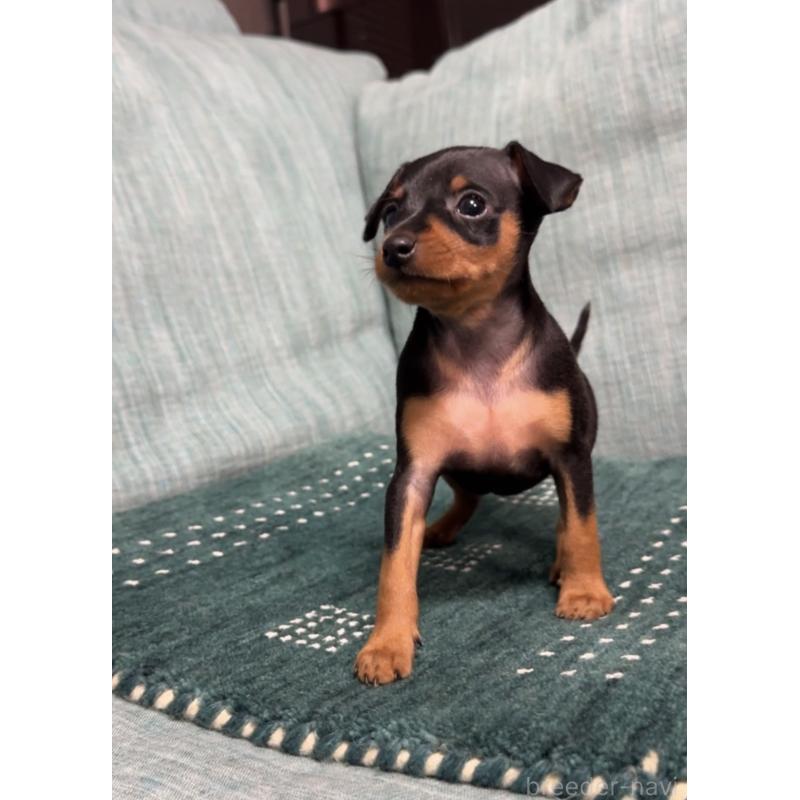 販売中の岡山県のミニチュアピンシャー(ミニピン)-435277の9枚目