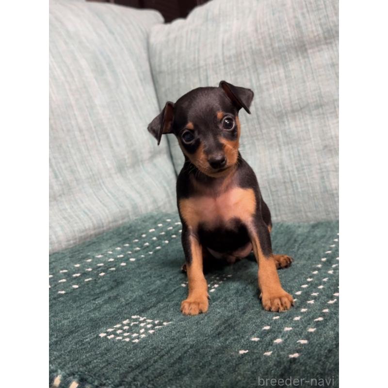 販売中の岡山県のミニチュアピンシャー(ミニピン)-435277の6枚目