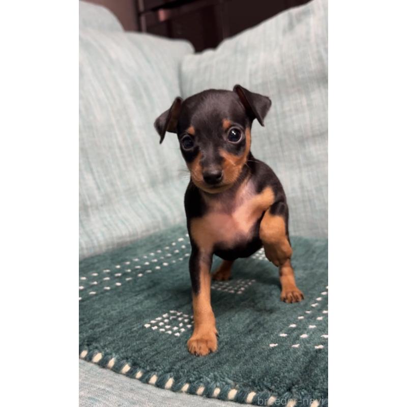 販売中の岡山県のミニチュアピンシャー(ミニピン)-435277の5枚目