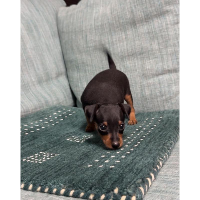 販売中の岡山県のミニチュアピンシャー(ミニピン)-435277の4枚目