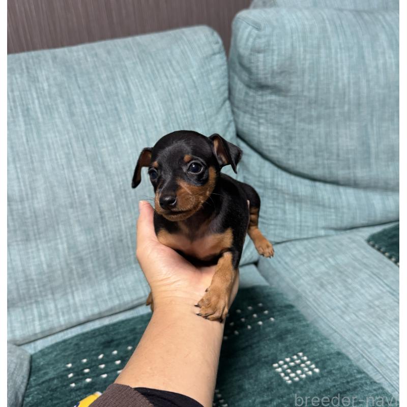 販売中の岡山県のミニチュアピンシャー(ミニピン)-435277の3枚目