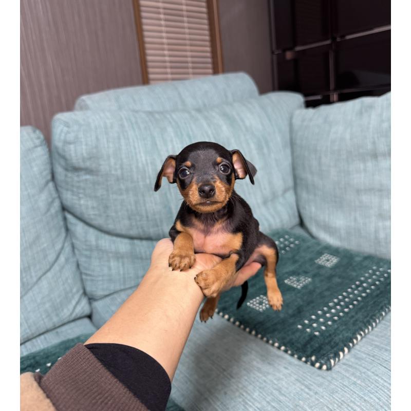 販売中の岡山県のミニチュアピンシャー(ミニピン)-435277の2枚目