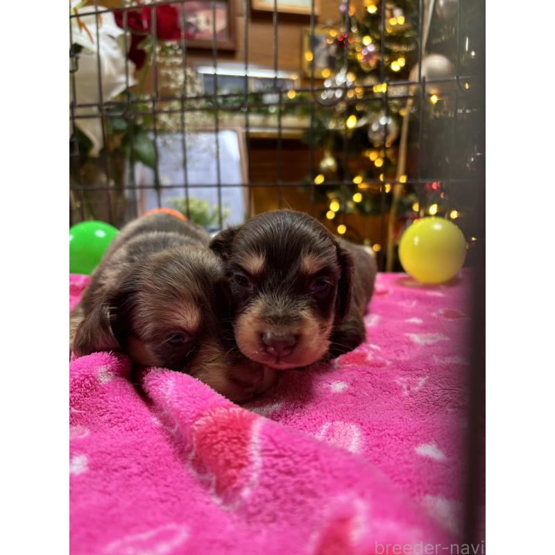 販売中の沖縄県のミニチュアダックスフンド(ロングヘアード)-435278の7枚目