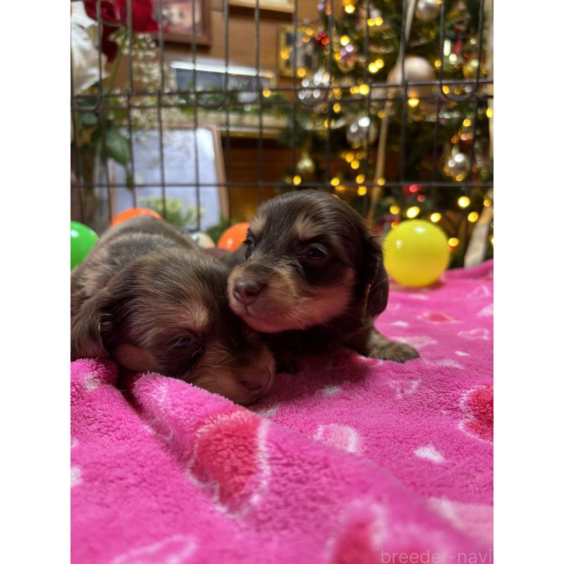 販売中の沖縄県のミニチュアダックスフンド(ロングヘアード)-435278の6枚目