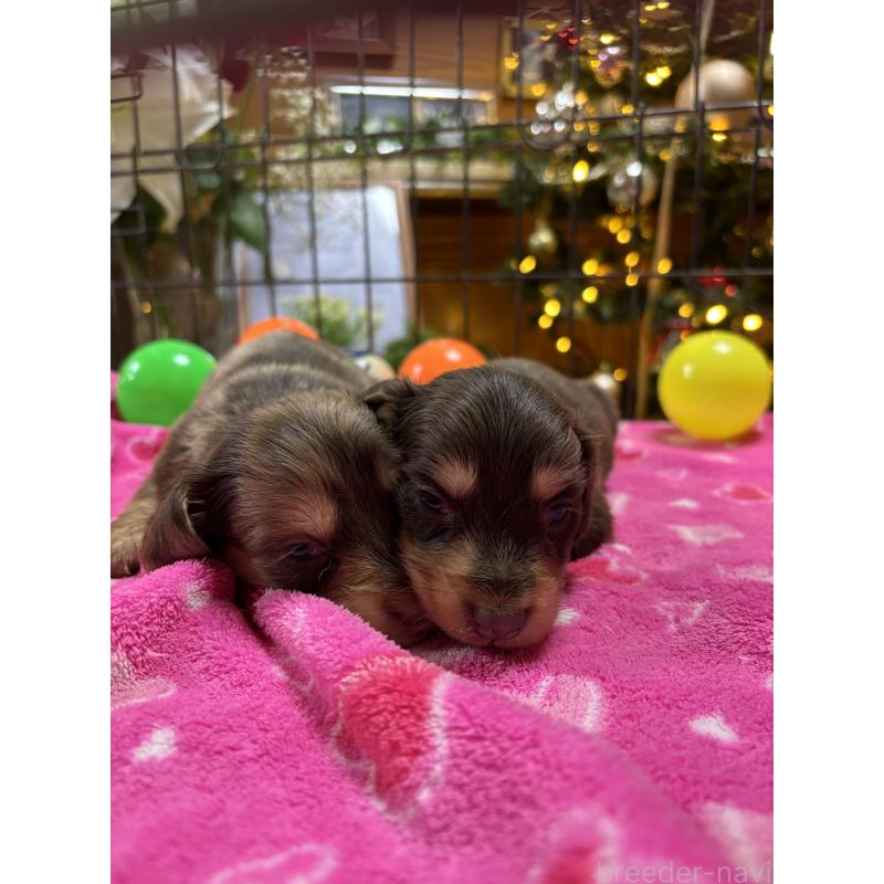 販売中の沖縄県のミニチュアダックスフンド(ロングヘアード)-435278の5枚目