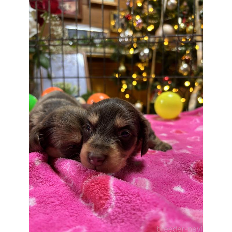 販売中の沖縄県のミニチュアダックスフンド(ロングヘアード)-435278の4枚目