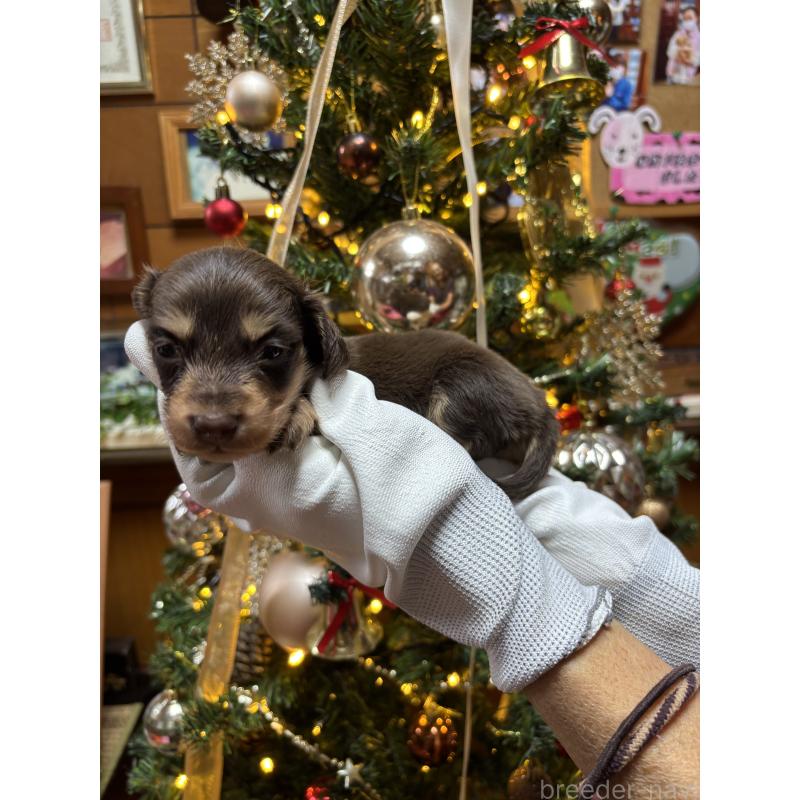 販売中の沖縄県のミニチュアダックスフンド(ロングヘアード)-435278の2枚目