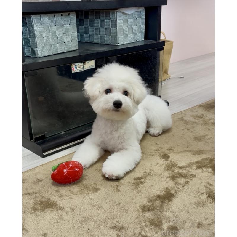 販売中の滋賀県のビションフリーゼ-412277の4枚目