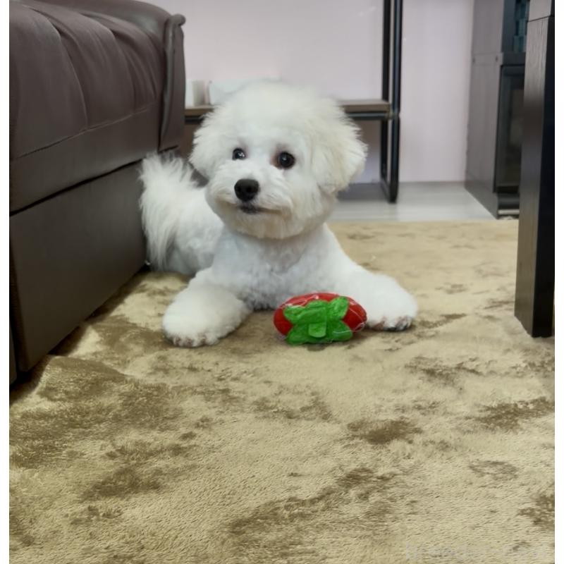 販売中の滋賀県のビションフリーゼ-412277の3枚目