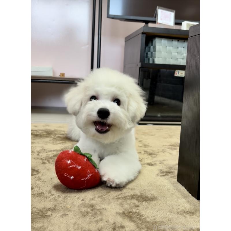 販売中の滋賀県のビションフリーゼ-412277の2枚目