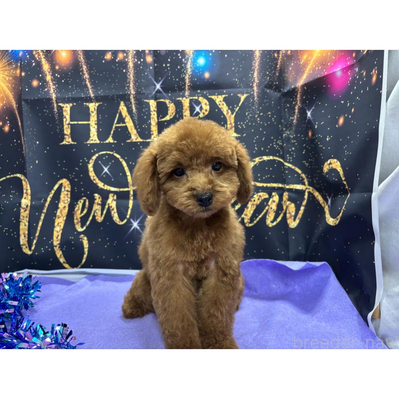 販売中の栃木県のトイプードル-423584